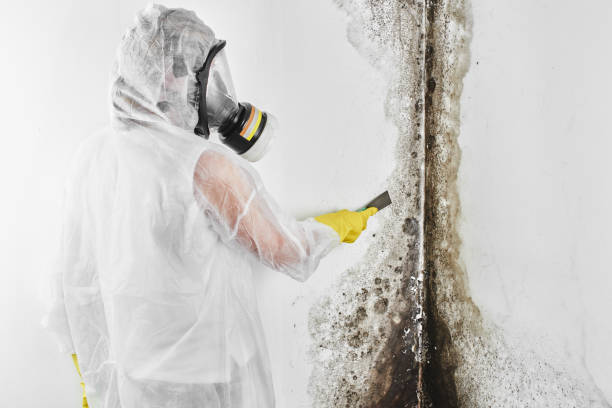 Office Mold Removal Services in Millersport, OH