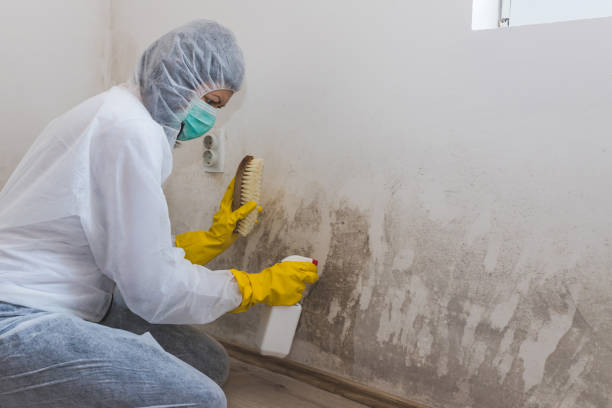 Best Toxic Mold Removal  in Millersport, OH