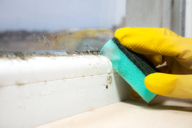 Best Certified Mold Removal  in Millersport, OH