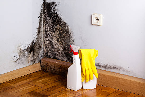 Best Home Mold Removal  in Millersport, OH