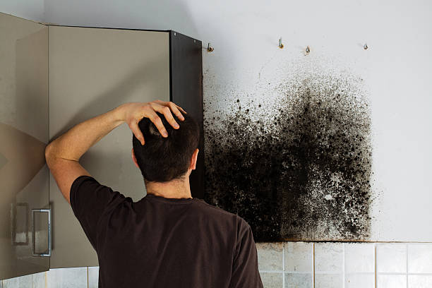 Best Mold Removal Near Me  in Millersport, OH
